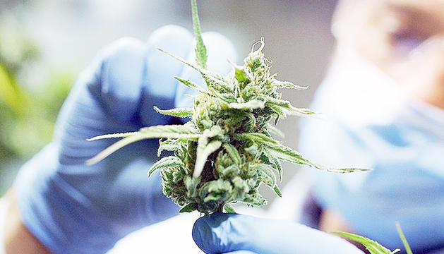 El bufet Roca Junyent redactarà la llei per al cultiu del cànnabis